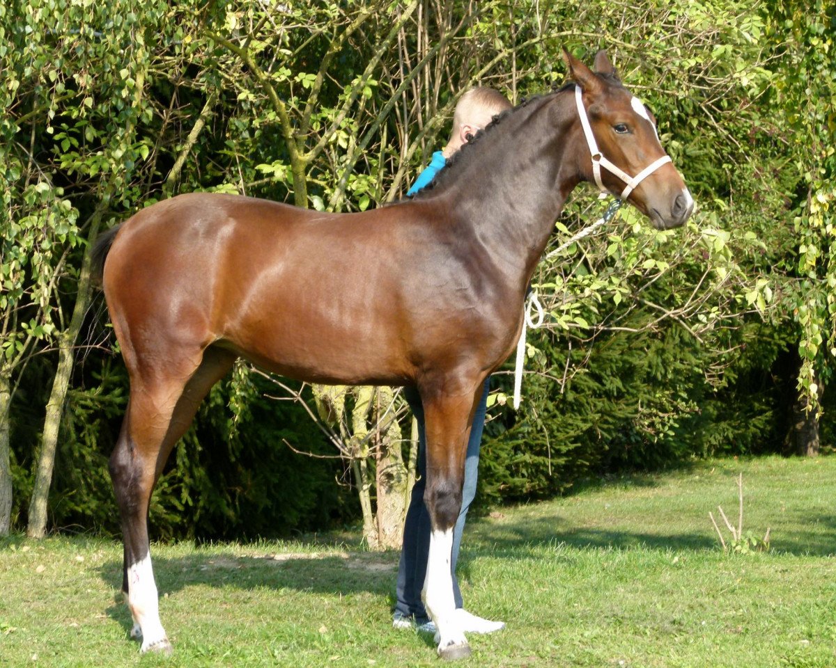broodmare Bagatelle du Moulin MM (Hanoverian, 2011, from Balou du Rouet)