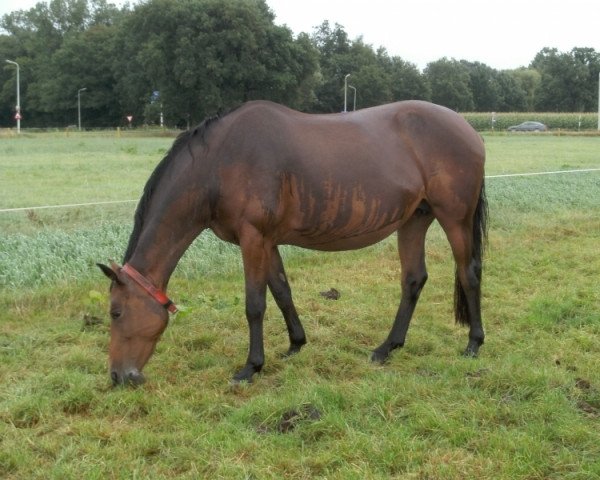 broodmare Gipsy-Girl (Belgian Warmblood, 2006, from Nonstop)