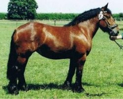 broodmare Antonia (Rhenish-German Cold-Blood, 2002, from Adonis)