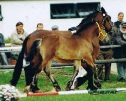 broodmare Erle (Rhenish-German Cold-Blood, 1997, from Eichberg III)