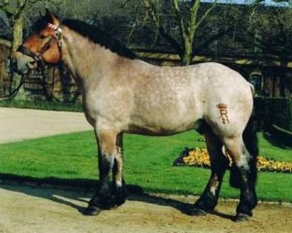 stallion Erftländer (Rhenish-German Cold-Blood, 1996, from Eichberg III)
