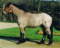 stallion Erftländer (Rhenish-German Cold-Blood, 1996, from Eichberg III)