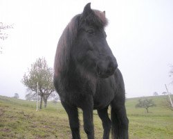 broodmare Snædis (Iceland Horse, 1992, from Mergur vom Wendalinushof)