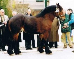 stallion Arminius I (Rhenish-German Cold-Blood, 2000, from Adonis)