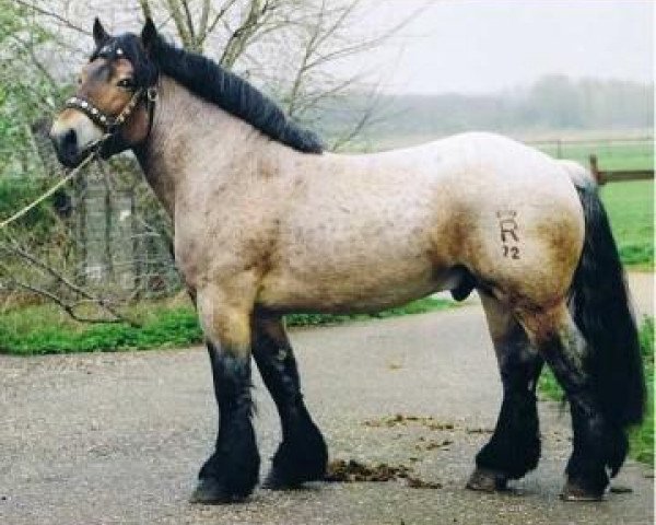 stallion Albrecht (Rhenish-German Cold-Blood, 2000, from Adonis)