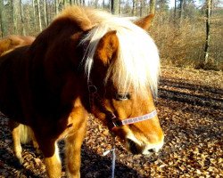 horse Hjarrandi-Sínir (Iceland Horse, 2006, from Hörvir vom Wiesenhof)