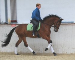 dressage horse Don Lago (Oldenburg, 2006, from Don Romantic)