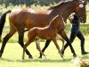 broodmare Tosca B (Oldenburg, 1996, from Lagoheidor G)