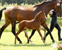 broodmare Tosca B (Oldenburg, 1996, from Lagoheidor G)