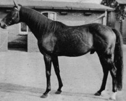 stallion Compromise xx (Thoroughbred, 1954, from Nearco xx)