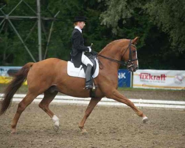 horse Wittmund (Hanoverian, 1997, from Wittinger)