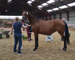 broodmare Wannabe (Holsteiner, 2006, from Candillo Z)