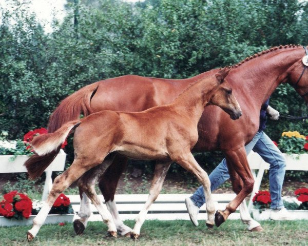 Zuchtstute La Montanara (Oldenburger, 1997, von Lord Liberty G)