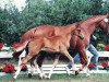 broodmare La Montanara (Oldenburg, 1997, from Lord Liberty G)