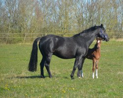 broodmare V-Handine (Holsteiner, 2005, from Limbus)