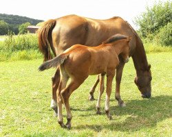 Zuchtstute Gwendolyna van het Asschaut (Belgisches Warmblut, 2006, von Vigo d'Arsouilles)