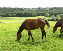 Zuchtstute Je t'aime (Belgisches Warmblut, 2009, von Diamant de Semilly)