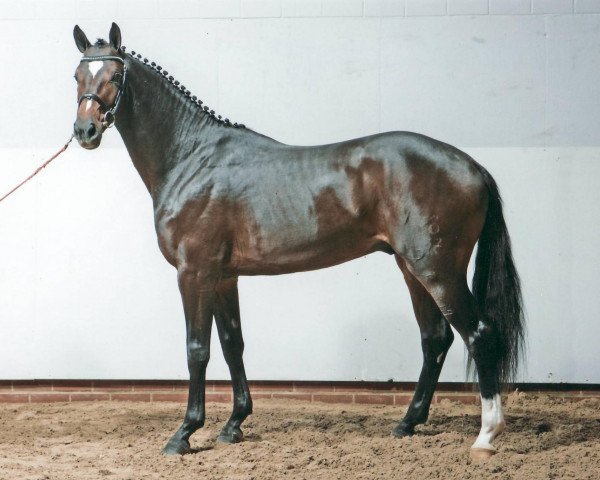stallion Ashford 4 (Oldenburg, 2004, from Ars Vivendi)