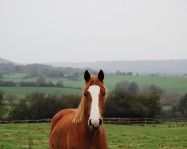 broodmare Kellypsa van 't Asschaut (Belgian Warmblood, 2010, from Calypso d'Herbiers)