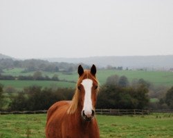 Zuchtstute Kellypsa van 't Asschaut (Belgisches Warmblut, 2010, von Calypso d'Herbiers)