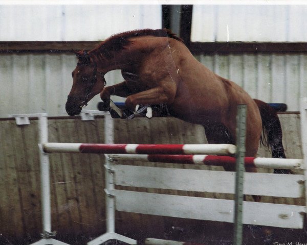 Springpferd Quidams Juwel (Westfale, 2005, von Quidam's Rubin)