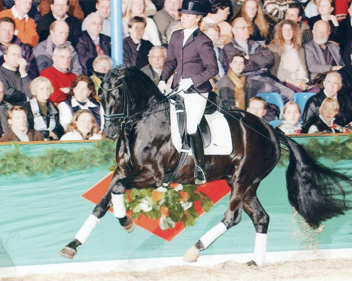 Deckhengst Fernet (Oldenburger, 2003, von Fürst Heinrich)