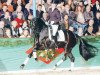 stallion Fernet (Oldenburg, 2003, from Fürst Heinrich)