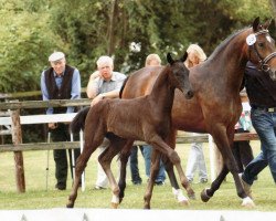 broodmare Pikos Gräfin (Oldenburg, 2000, from Pik Labionics)