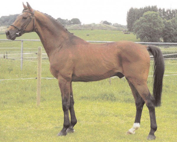 stallion Acrobaat (Dutch Warmblood, 1985, from Abgar xx)