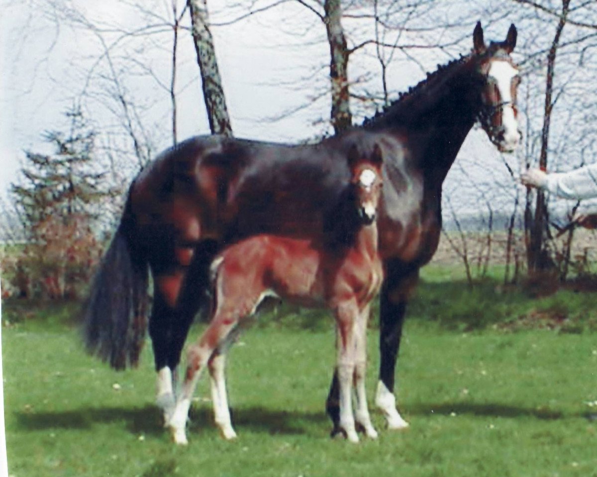 Zuchtstute Petite Croix 3 (Oldenburger, 1997, von Coupon)