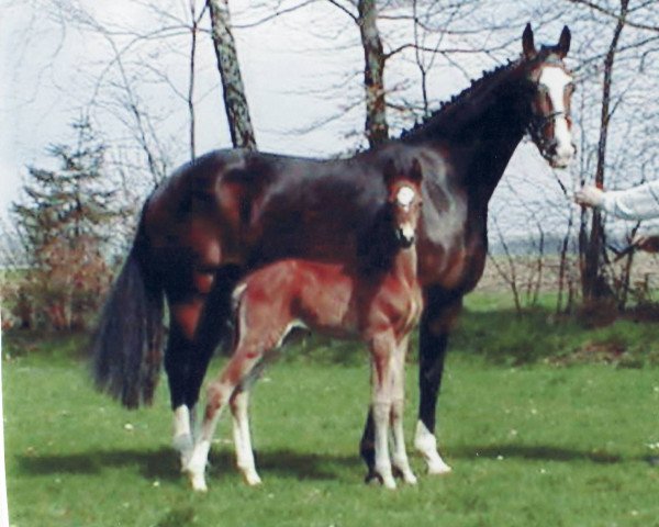 broodmare Petite Croix 3 (Oldenburg, 1997, from Coupon)