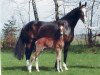 broodmare Petite Croix 3 (Oldenburg, 1997, from Coupon)