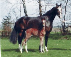 broodmare Petite Croix 3 (Oldenburg, 1997, from Coupon)