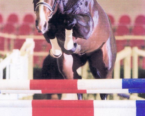stallion Quick Boy (Oldenburg, 2001, from Quinctius)