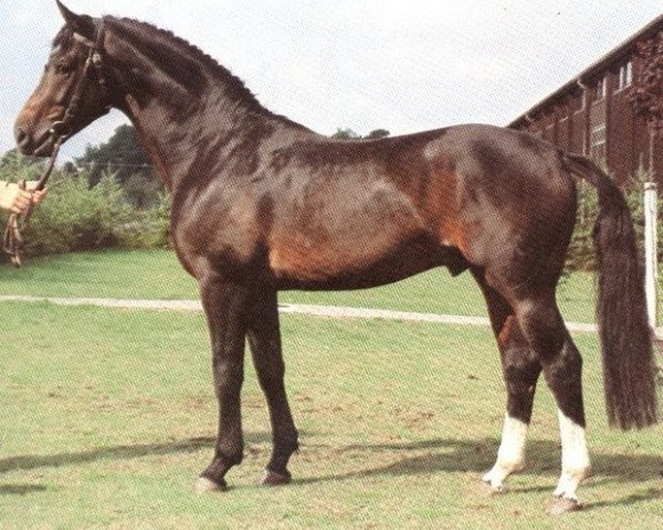Pferd Einstand I (Hannoveraner, 1977, von Einblick)