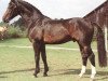stallion Einstand I (Hanoverian, 1977, from Einblick)