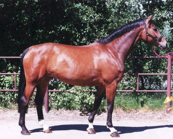 broodmare Gaia (Oldenburg, 1995, from Grand Amour)
