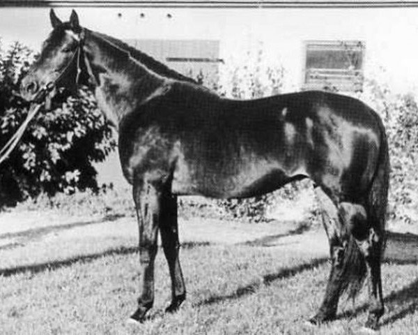 stallion Sable Skinflint xx (Thoroughbred, 1958, from Arctic Star xx)