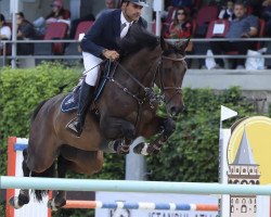 broodmare Städtebahn's Candice Queen (Oldenburg show jumper, 2013, from Canturano I)