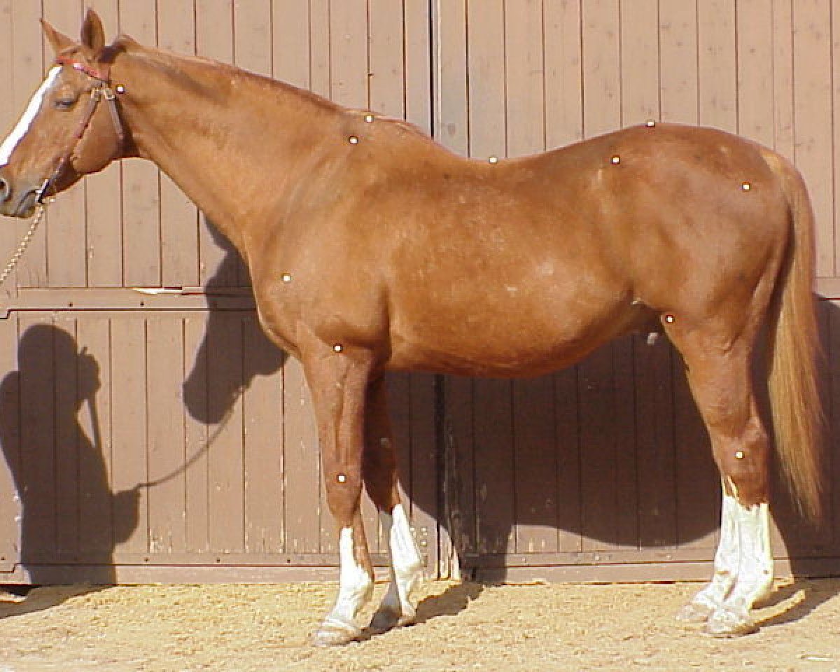 Deckhengst Muscat AA (Anglo-Araber, 1978, von Nikou AA)