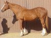 stallion Muscat AA (Anglo-Arabs, 1978, from Nikou AA)