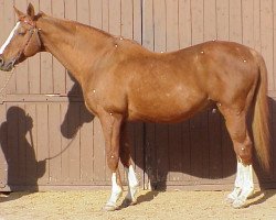 stallion Muscat AA (Anglo-Arabs, 1978, from Nikou AA)