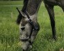 Springpferd Hilly White (Oldenburger Springpferd, 2017, von Hickstead White)