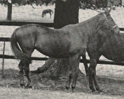 broodmare Aralia xx (Thoroughbred, 1945, from Alchimist xx)