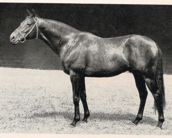 stallion Agio xx (Thoroughbred, 1955, from Tantième xx)