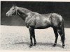 stallion Agio xx (Thoroughbred, 1955, from Tantième xx)