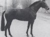 stallion Bucephalos xx (Thoroughbred, 1966, from Agio xx)