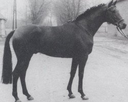 stallion Bucephalos xx (Thoroughbred, 1966, from Agio xx)