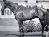 stallion Nelcius xx (Thoroughbred, 1963, from Tenareze xx)