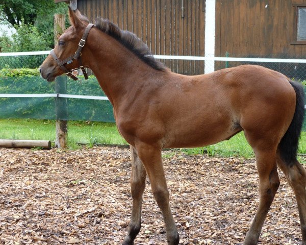 horse Daimlers Kimora (Bavarian, 2011, from Daimler)